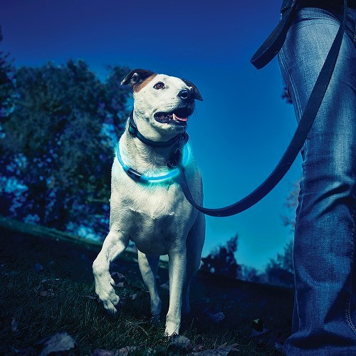 NITEHOWL Colar de Segurança NITE IZE para cães - Azul - CT10822